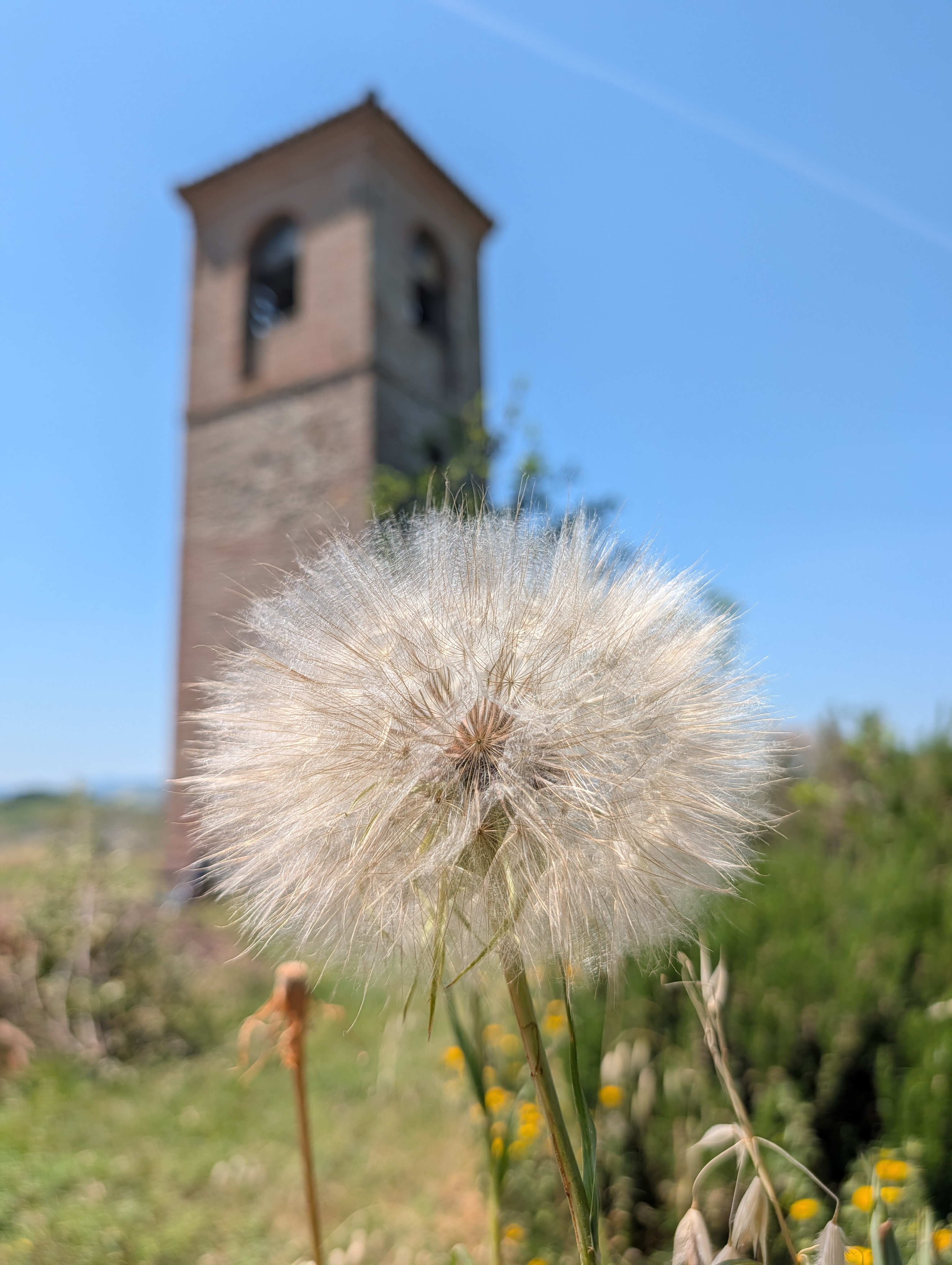 dandelions